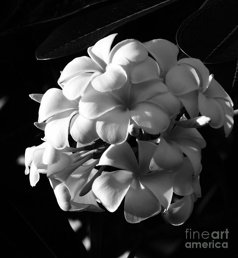 Plumeria Black White Photograph by Andrea Anderegg