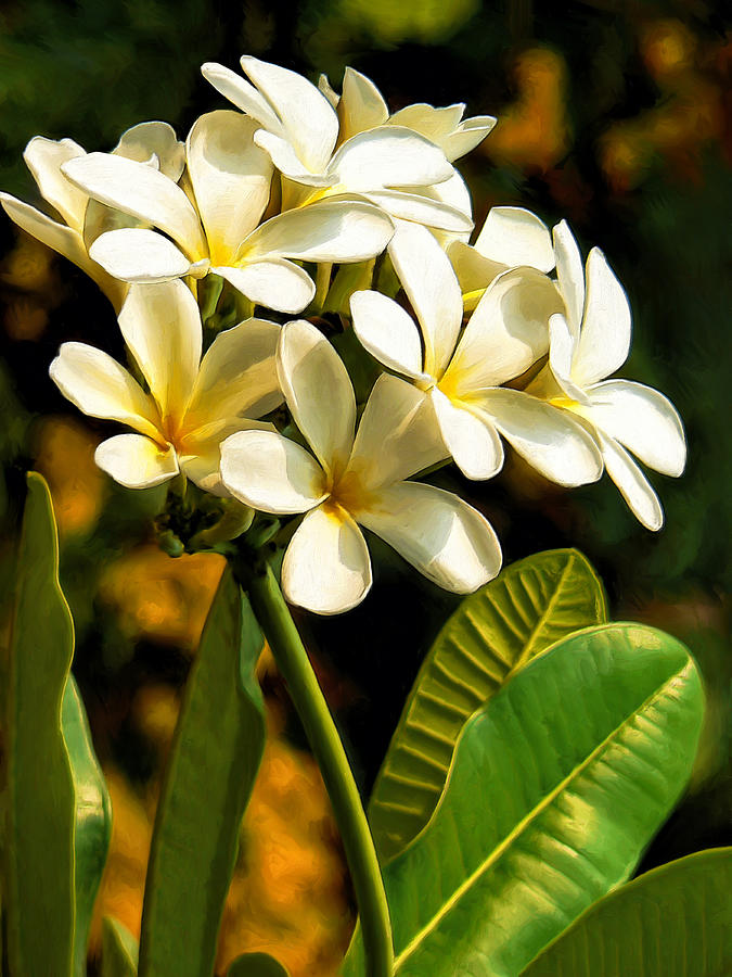 Plumeria Blossoms Painting by Dominic Piperata
