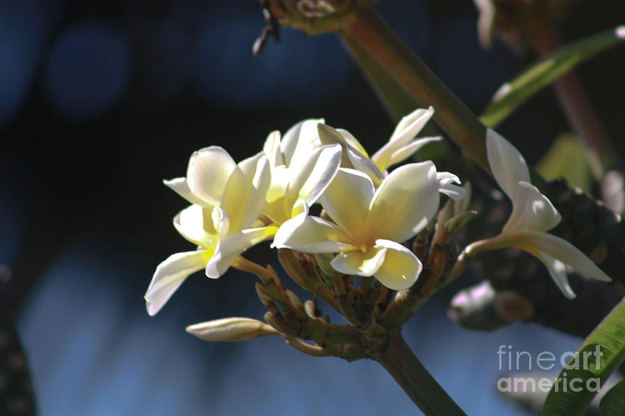 Plumeria Buds Photograph by John Watson - Fine Art America