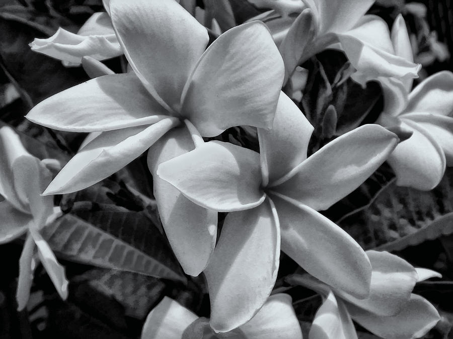 Plumeria bw Photograph by Guillermo Rodriguez
