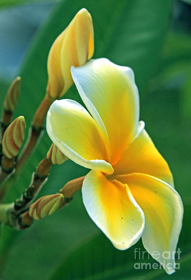 Plumeria First Bloom - Peaches and Creme Photograph by Larry Nieland