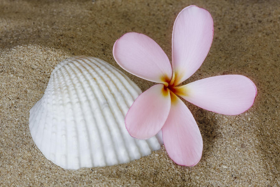 Plumeria Flower And Sea Shell Photograph by Susan Candelario