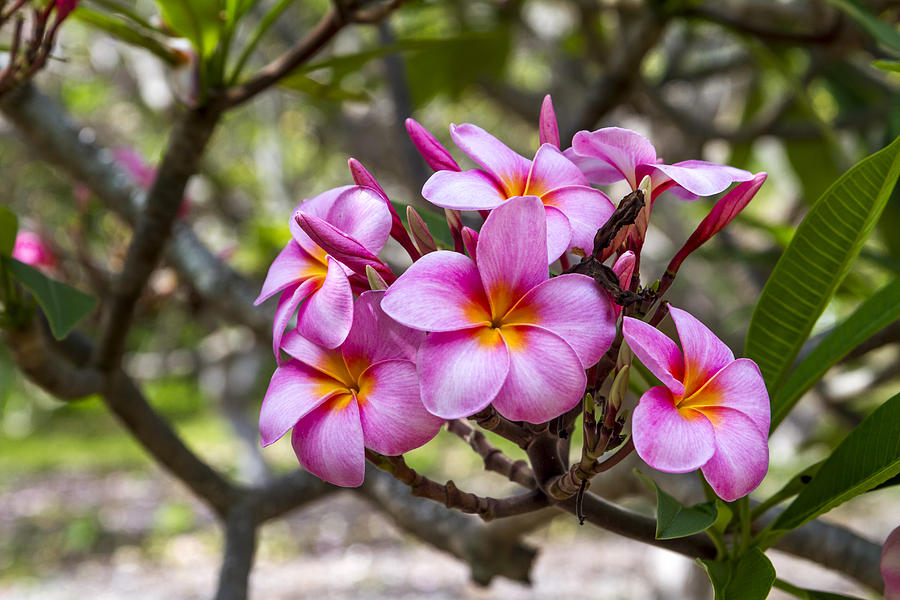 Nature Photograph - Plumeria flowers on Oahu Hawaii by Jianghui Zhang