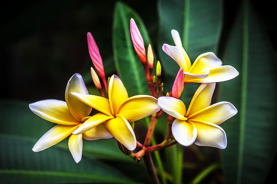 Plumeria Frangipani Hawaiian Flower Painted  Photograph by Rich Franco