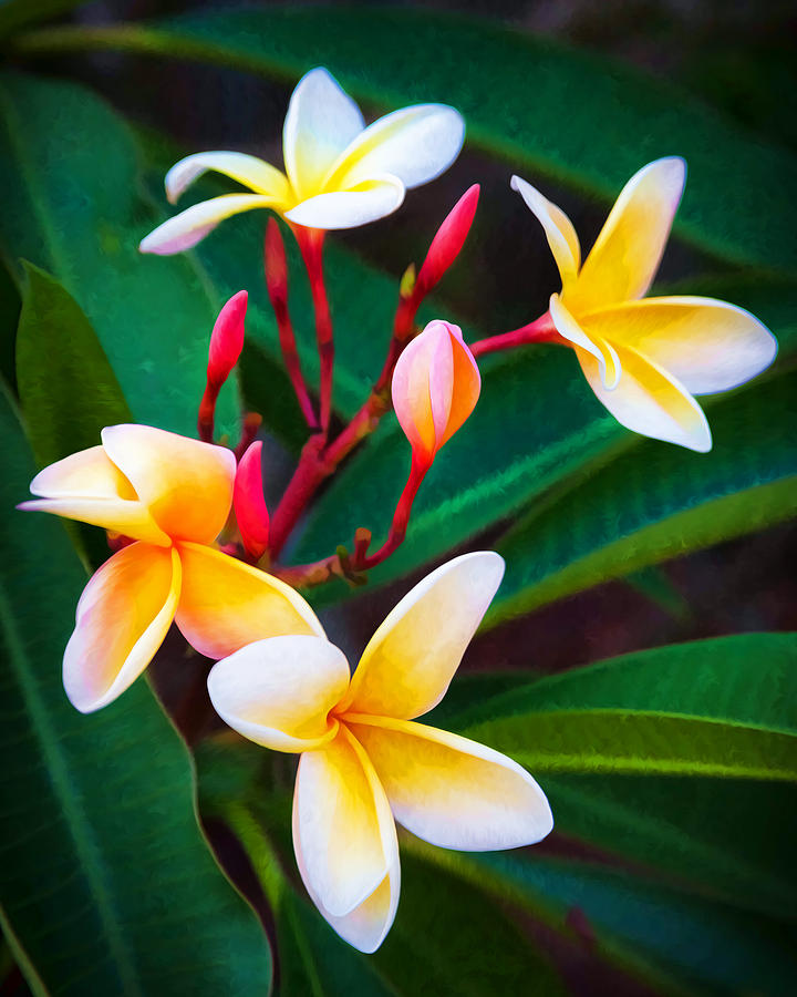 Plumeria Frangipani Hawaiian Flower Photograph by Rich Franco
