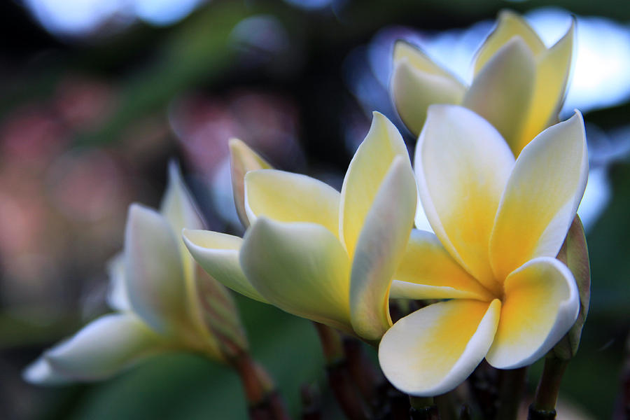 Flower Photograph - Plumeria Frangipani Sunshine Lei by Karon Melillo DeVega
