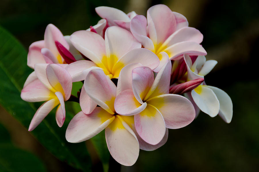 Plumeria Hysteria Photograph by Nikolai Martusheff Plumeria Hysteria Photograph by Nikolai Martusheff