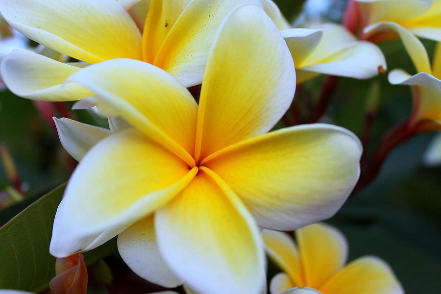 Plumeria I Photograph by Jeff Ekstrand | Fine Art America