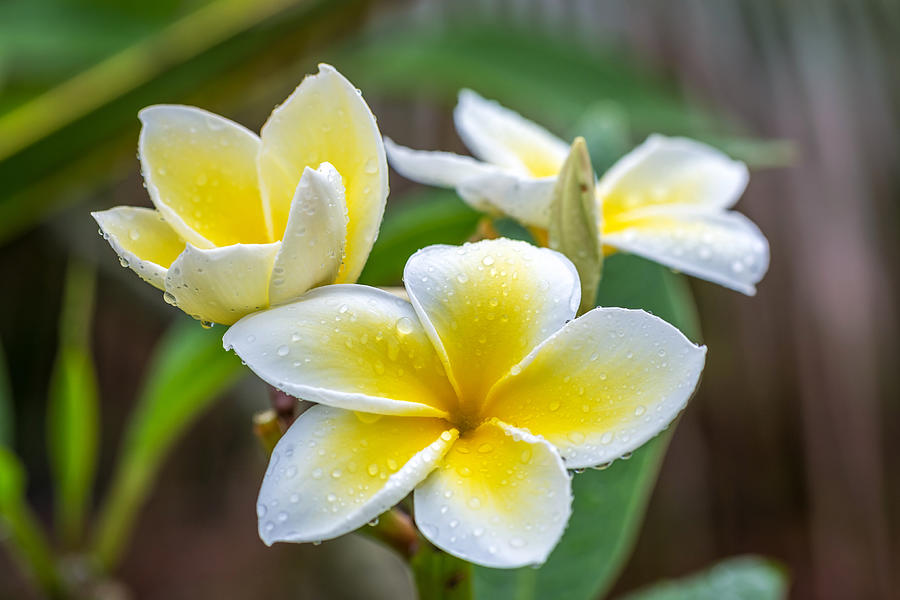 Plumeria in the rain Photograph by Pierre Leclerc Photography