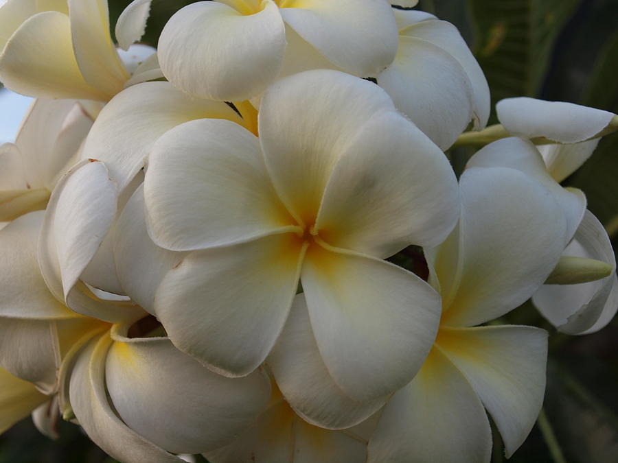Sunset Photograph - Plumeria by Jim Moore