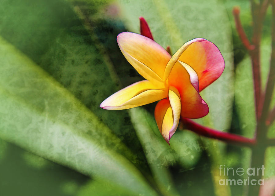 Flowers Still Life Photograph - Plumeria by Judi Bagwell
