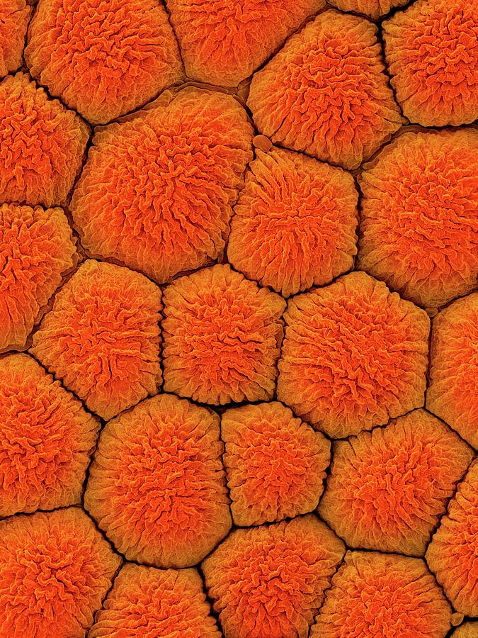Plumeria Petal Upper Surface (plumeria Sp.) Photograph by Dennis Kunkel Microscopy/science Photo Library