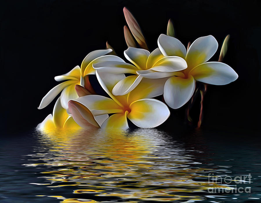 Flower Photograph - Plumeria Reflections by Kaye Menner