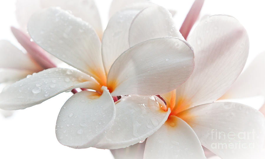 Plumeria Photograph by Roselynne Broussard