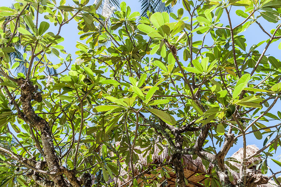 Plumeria Tree Photograph by Jennifer Stinson - Fine Art America