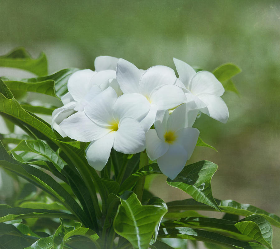 Plumeria - Tropical Flowers Photograph by Kim Hojnacki