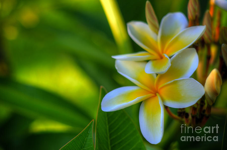 Plumeria Tropicals Photograph by Kelly Wade
