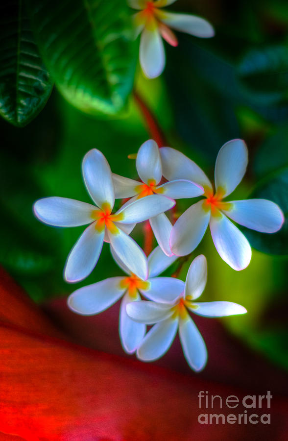 Plumeria Tropics Photograph by Kelly Wade