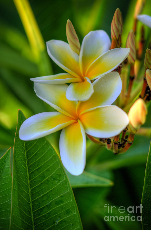 Plumeria Yellow Photograph by Kelly Wade