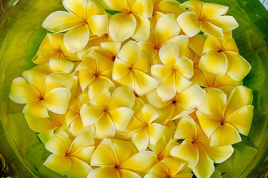 Flower Photograph - Plumerias in Bowl by Jade Moon