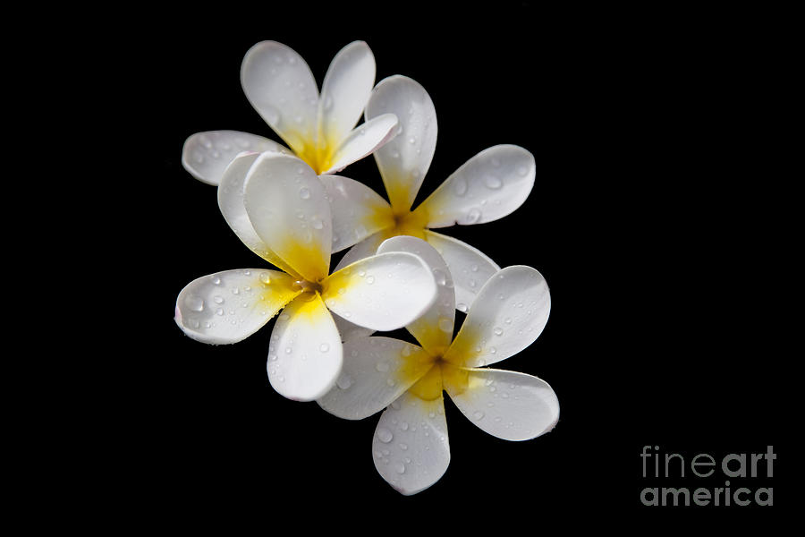 Plumerias isolated on black background Photograph by David Millenheft
