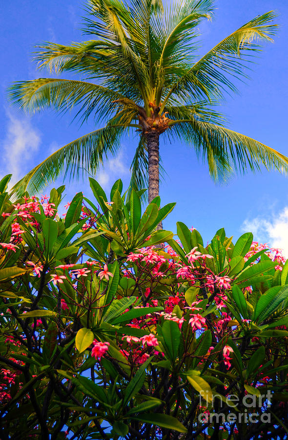 Plumerias Palm Photograph by Kelly Wade