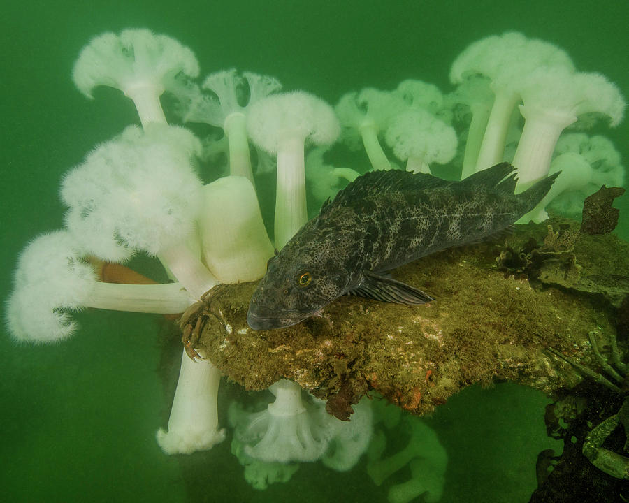 Plumose Anemone And Lingcod Fish Photograph by Brent Barnes