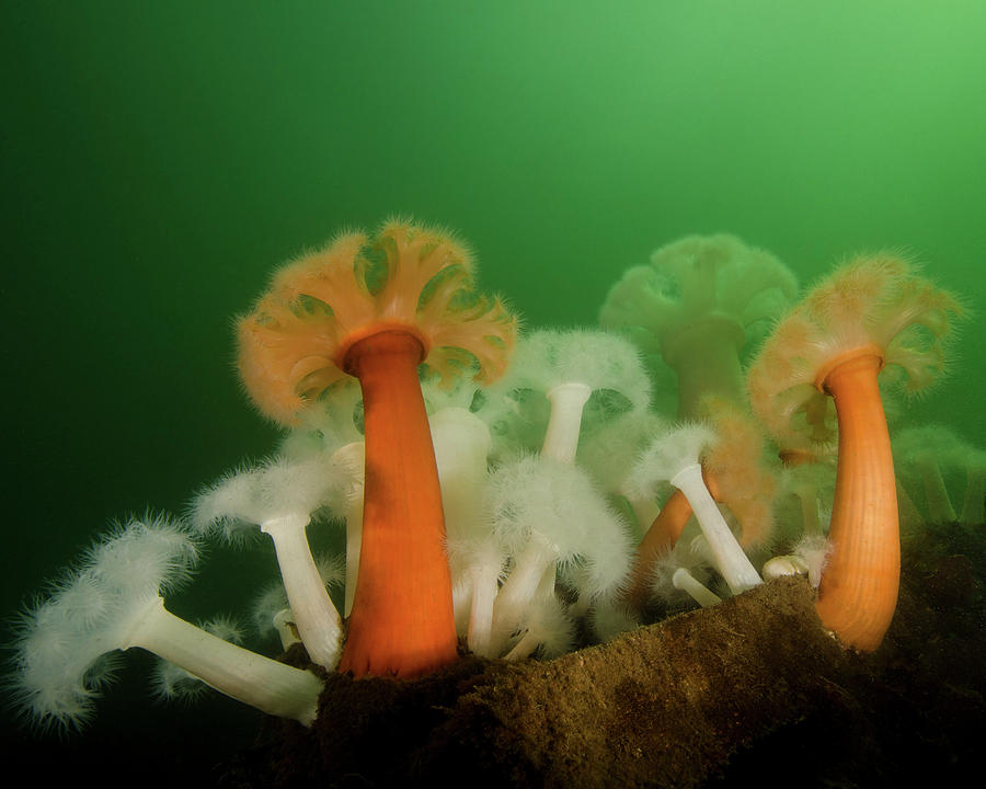 Plumose Anemone In Puget Sound Photograph by Brent Barnes