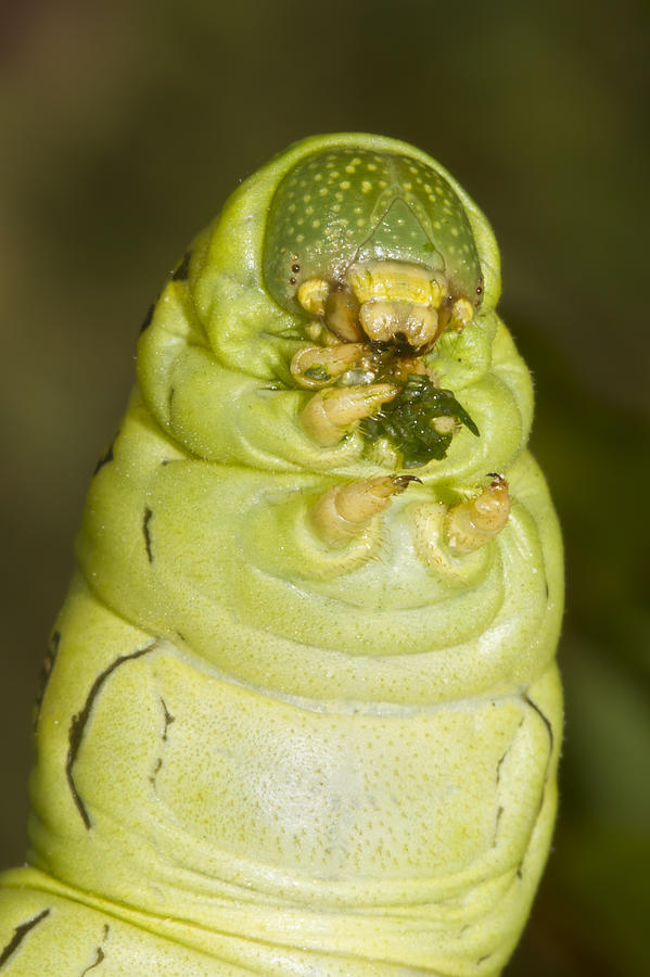 Plump Green Caterpillar Photograph by Steven Schwartzman