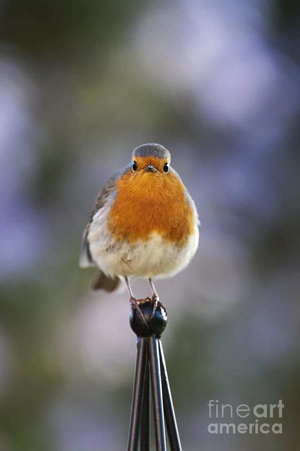 Robin Photograph - Plump Robin by Tim Gainey