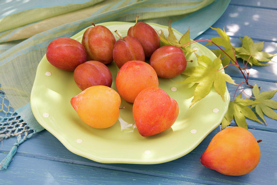 Plums Photograph by Erika Craddock/science Photo Library