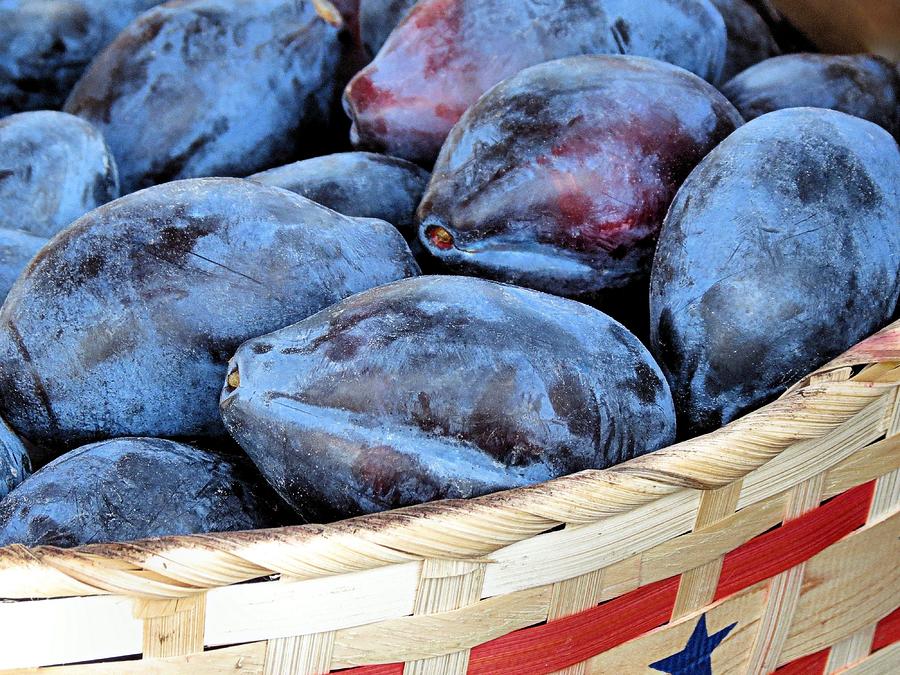 Plums for Sale Photograph by Janice Drew