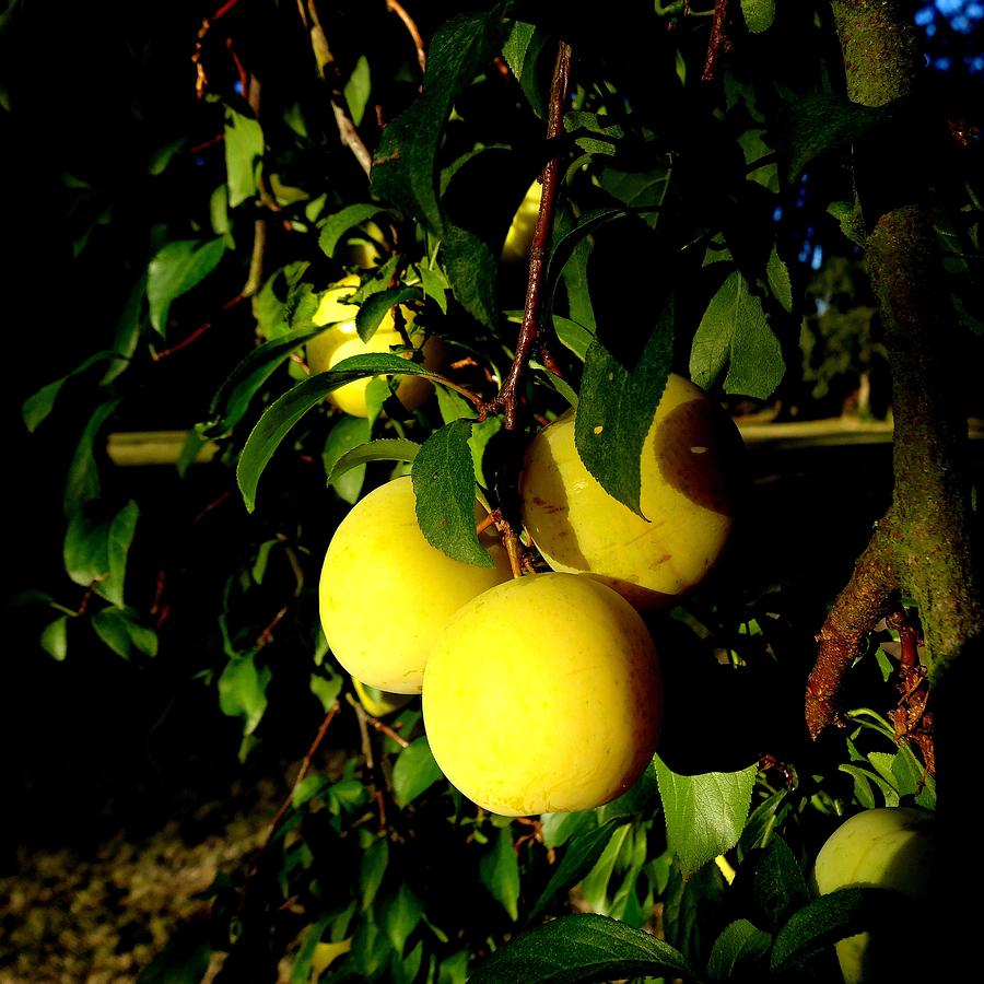 Plums In Evening Sunlight Photograph by Nick Kloepping