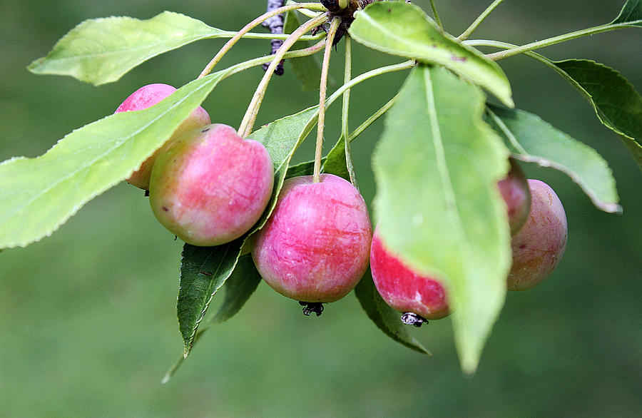 Plums Perfect Photograph by Ellen Tully