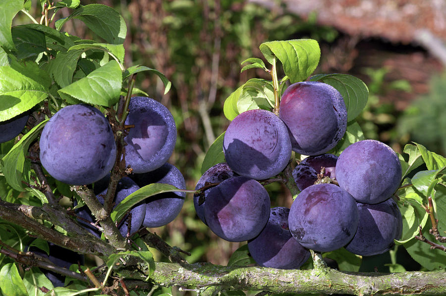 Plums (prunus Domestica friar) Photograph by Brian Gadsby/science Photo Library