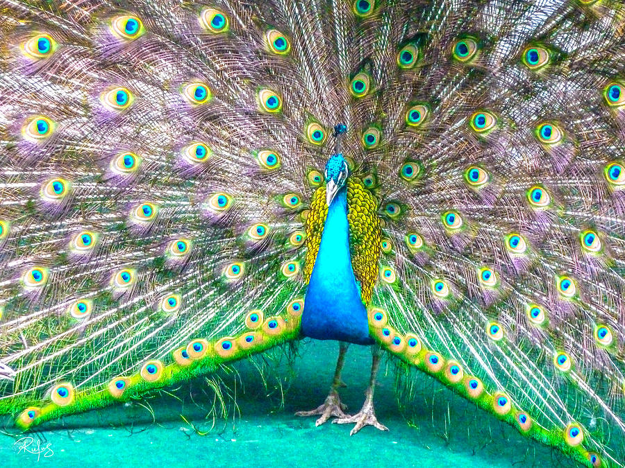 Peacock Photograph - Plush And Proud by Allan Rufus Peacock Photograph - Plush And Proud by Allan Rufus