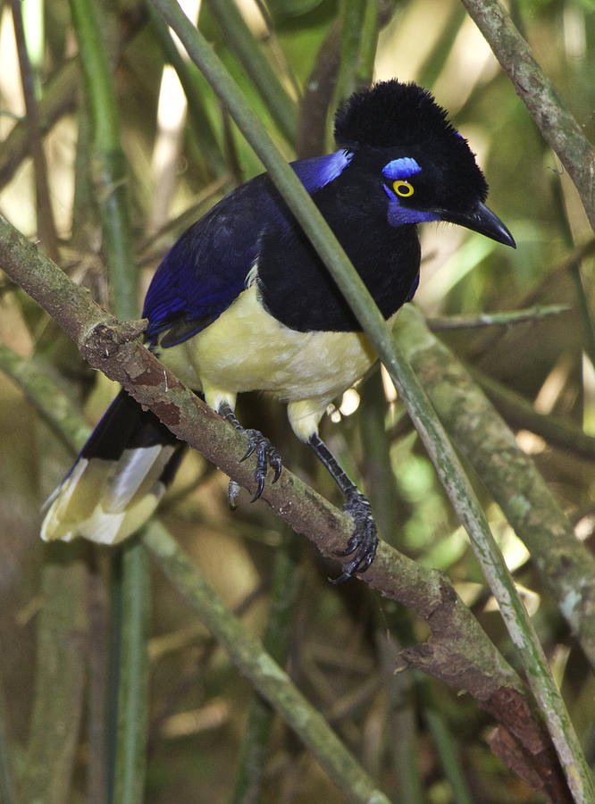 Plush Crested Jay Cyanocorax chrysops Photograph by Venetia Featherstone-Witty