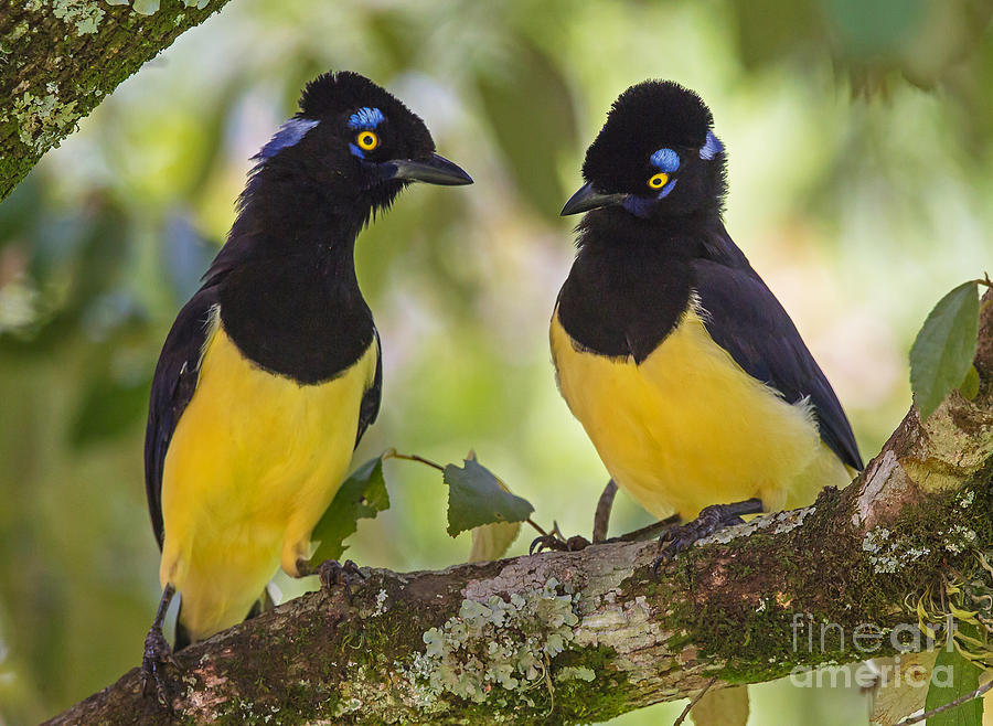 Plush-crested Jays couple Photograph by Jean-Luc Baron