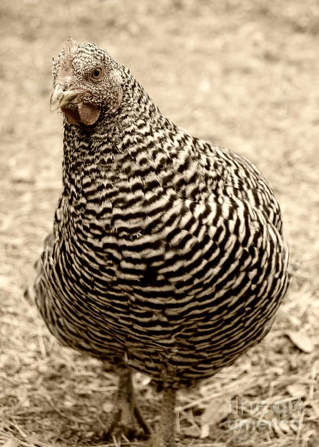 Plymouth Barred Rock Hen in Sepia Photograph by MM Anderson