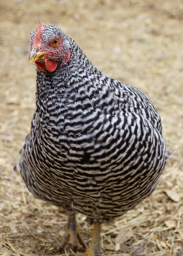 Plymouth Barred Rock Hen Photograph by MM Anderson
