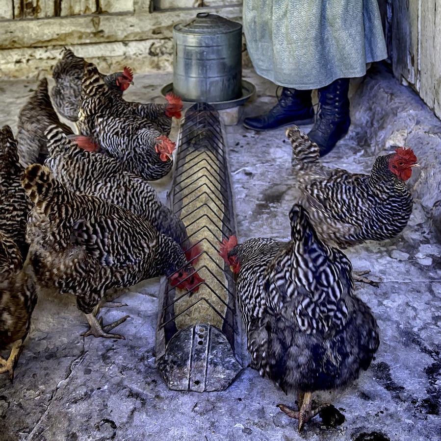 Plymouth Barred Rock Hens Photograph