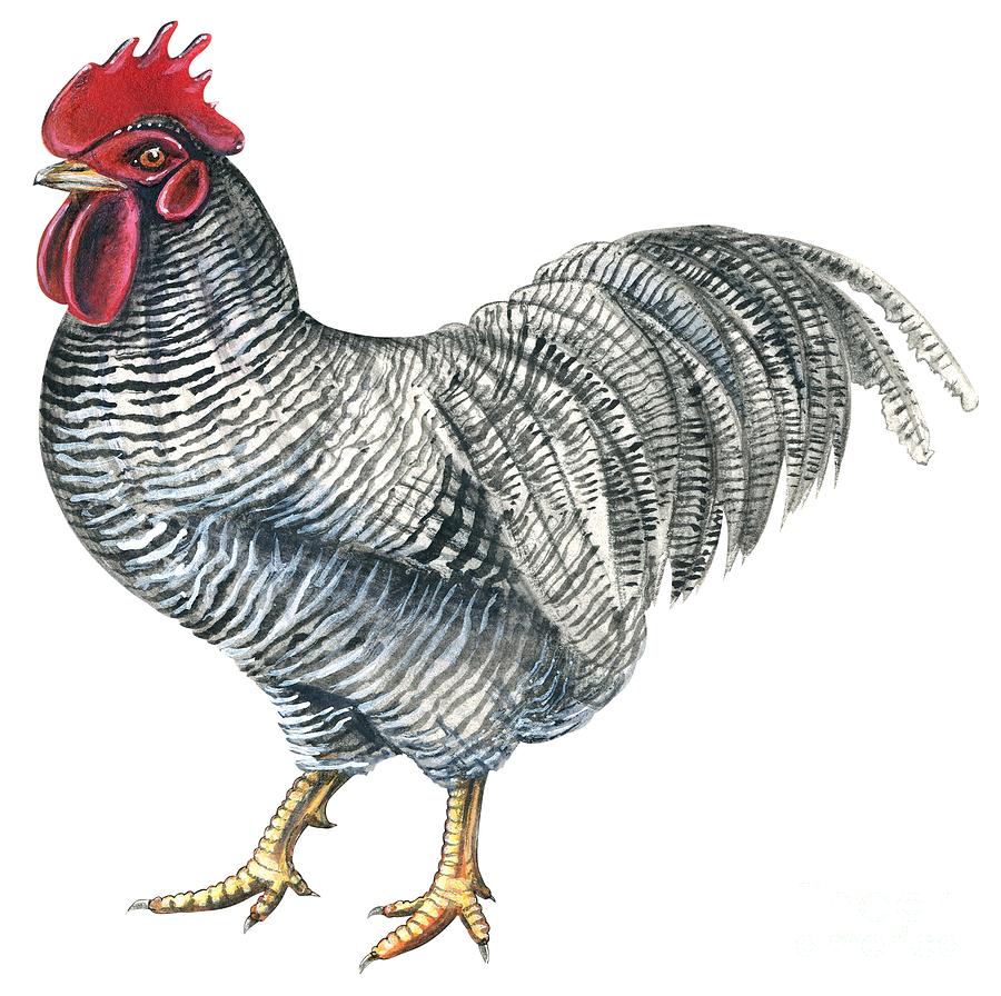 Plymouth Rock rooster  Drawing by Anonymous