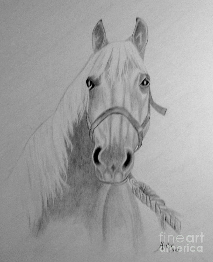 PM 330-62 Peggy Miller Horse 14x17 Graphite Drawing by Peggy Miller