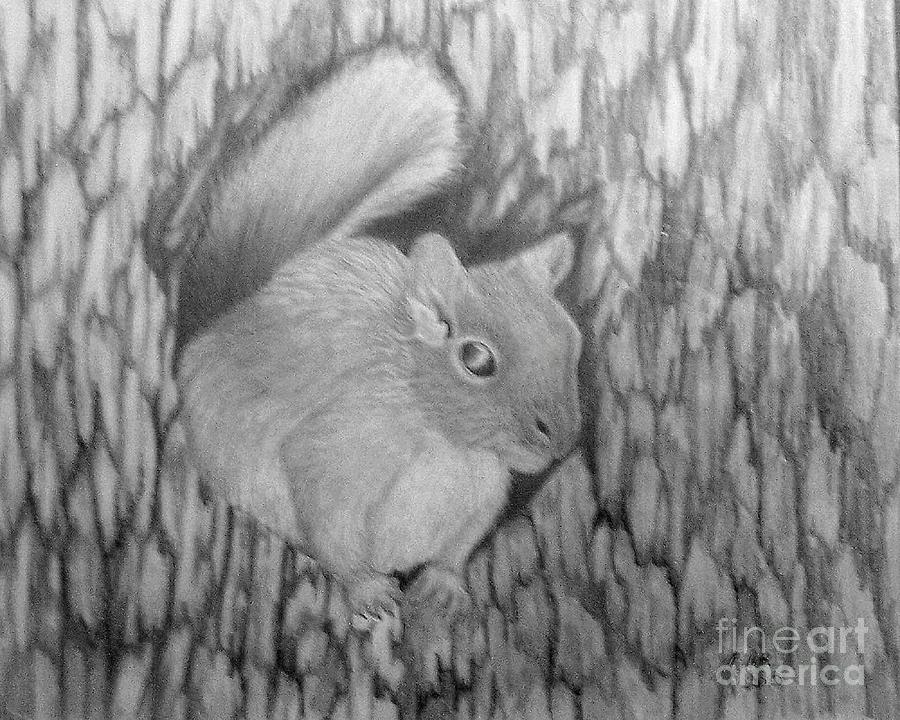 PM 330-63 14x17 Graphite  Grey Squirrel Drawing by Peggy Miller