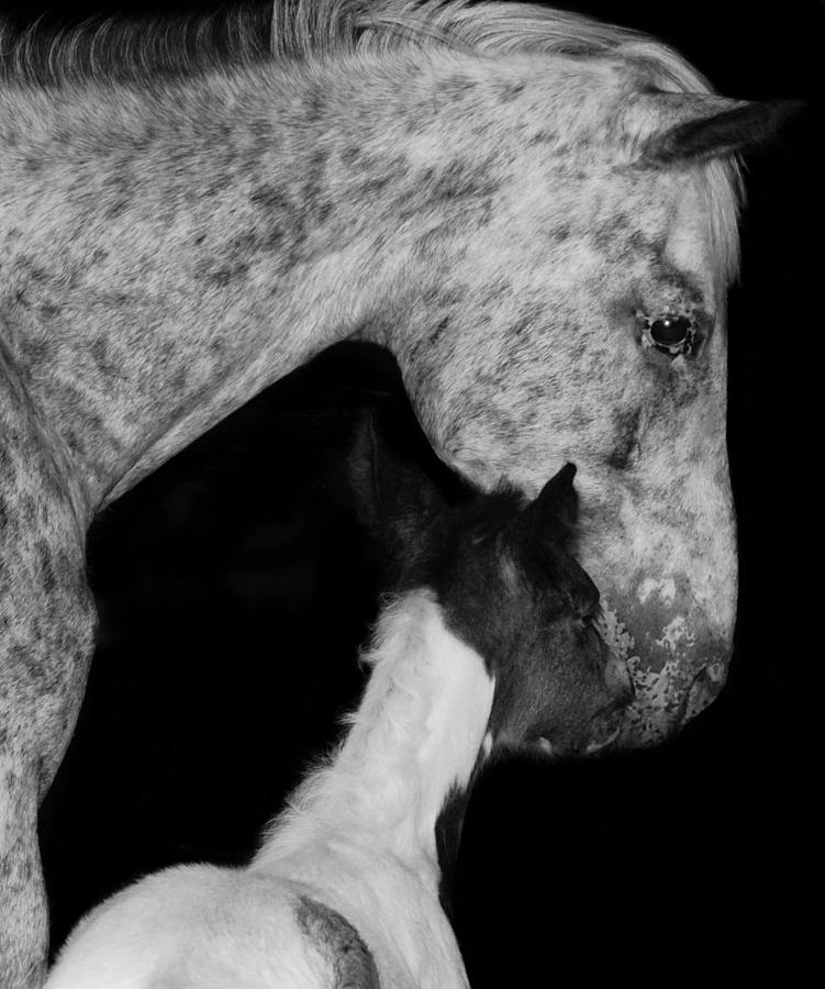 POA Mother and Filly Photograph by Larah McElroy