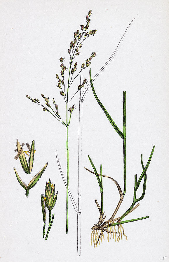 Poa Nemoralis Var. Parnellii Wood Meadow-grass Var Drawing by English ...