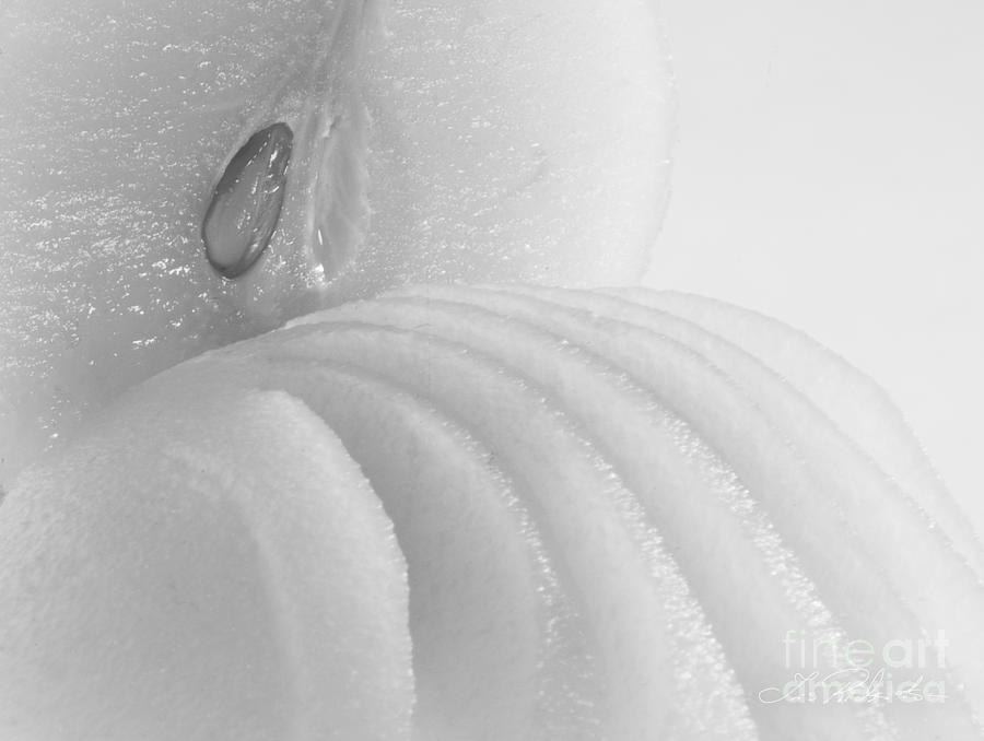 Pear Photograph - Poached Pear Close Up High Key Black and White by Iris Richardson