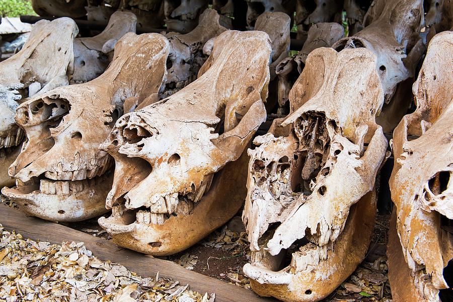 Skull Photograph - Poached Rhino Skulls Display by Peter Chadwick