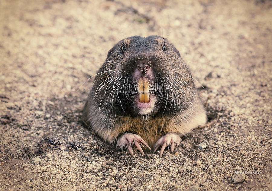 Pocket Gopher Chatting Photograph by Angela Stanton