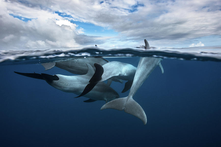 Pod Of Dolphin At The Surface Photograph by Barathieu Gabriel